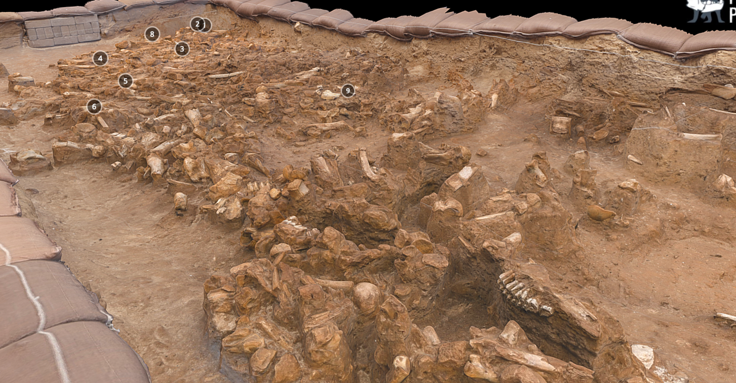 West_Coast_Fossil_Park_South_Africa_1